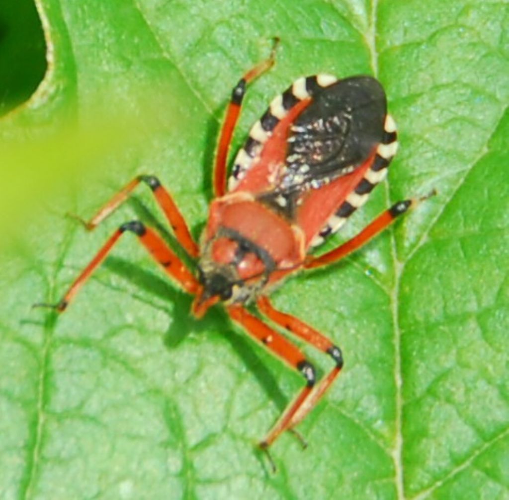 Reduviidae: Rhynocoris punctiventris della Romania